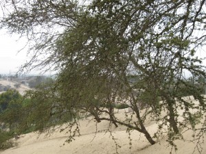 IMG_0909