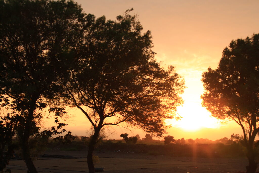 Cañoncillo Forest (Image: P Lopez Vargas, 2020) Cañoncillo Forest (Image: P Lopez Vargas, 2020)