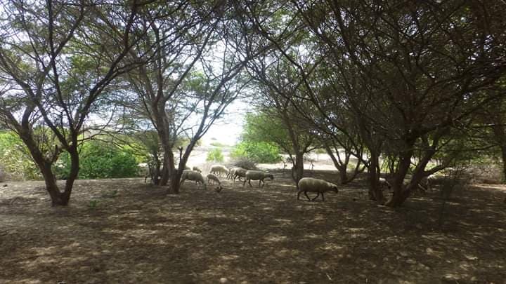 La Yuca en San Pedro de Lloc (Imagen: C Allan)