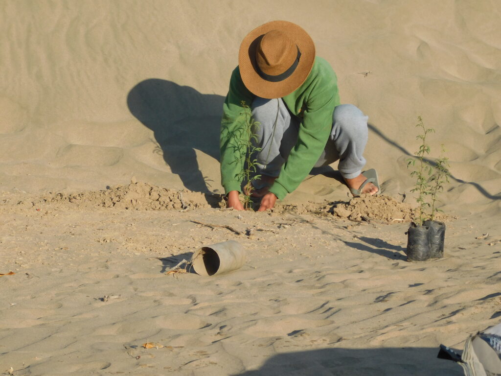 Reforestation (Image: C. Flores, August 2020)